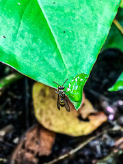 Ropalidia flavobrunnea