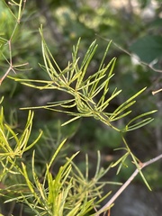 Asparagus angusticladus