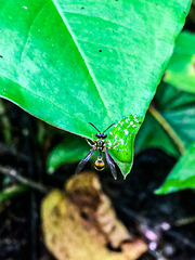 Ropalidia flavobrunnea