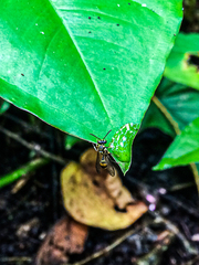 Ropalidia flavobrunnea