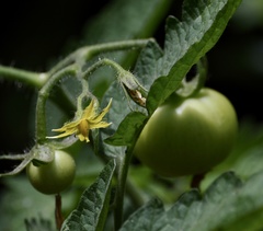 Solanum lycopersicum cerasiforme