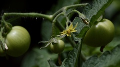 Solanum lycopersicum cerasiforme