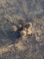 Echinocereus engelmannii