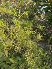 Asparagus angusticladus