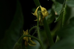 Solanum lycopersicum cerasiforme