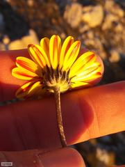 Euryops othonnoides