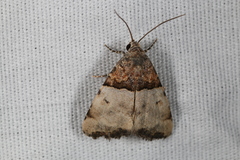 Cobubatha dividua