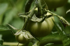 Solanum lycopersicum cerasiforme