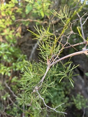 Asparagus angusticladus