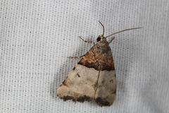 Cobubatha dividua