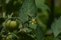 Solanum lycopersicum cerasiforme