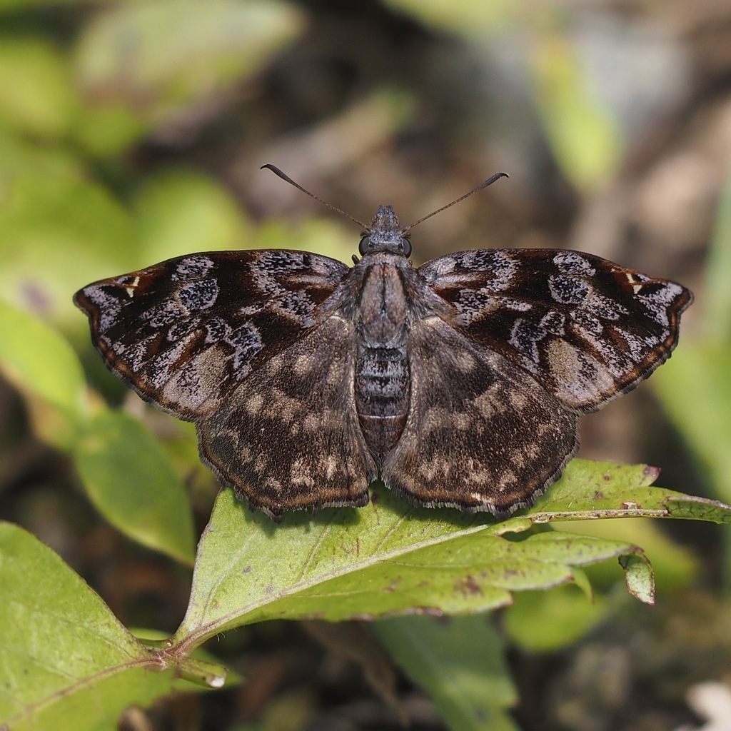 Red-studded Skipper