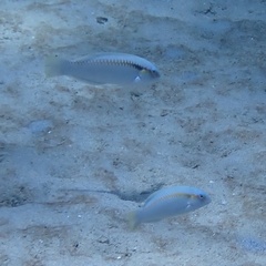 Halichoeres scapularis