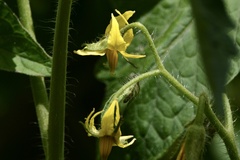 Solanum lycopersicum cerasiforme