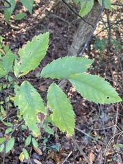 Ulmus alata