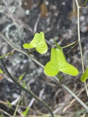 Dioscorea sylvatica