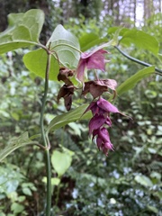 Leycesteria formosa