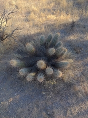 Echinocereus engelmannii