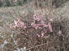 Salsola oppositifolia