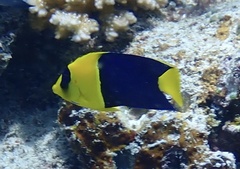Centropyge bicolor