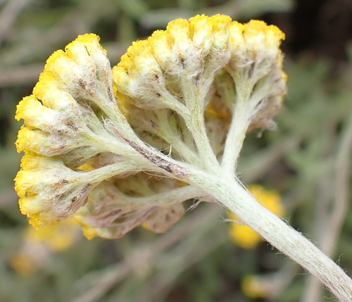 Image of Helichrysum odoratissimum by (c) Nicola van Berkel, some rights reserved (CC BY-SA)