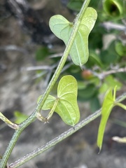 Dioscorea sylvatica