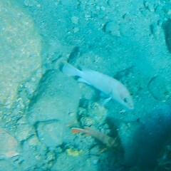Epinephelus fasciatus