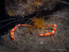 Stenopus scutellatus