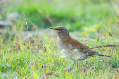 Turdus pallidus