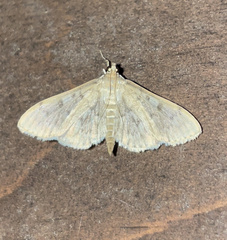 Herpetogramma aeglealis