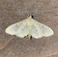 Herpetogramma aeglealis