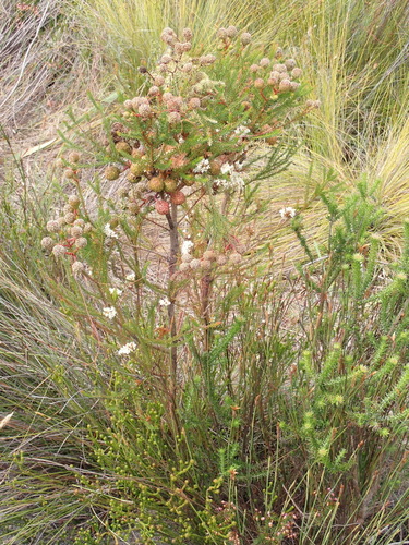 Image of Berzelia intermedia by (c) Nicola van Berkel, some rights reserved (CC BY-SA)