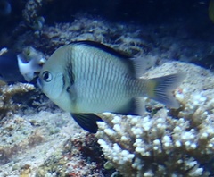 Dascyllus reticulatus