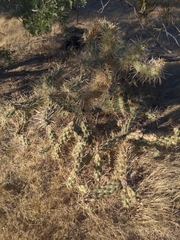 Cylindropuntia fulgida