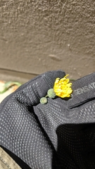 Sonchus arvensis