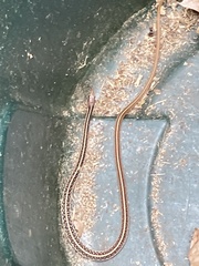 Thamnophis saurita