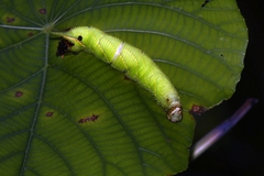 Marumba dyras