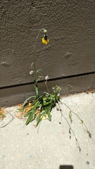 Sonchus arvensis