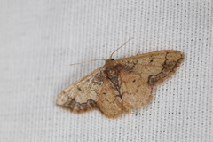 Idaea kendallaria
