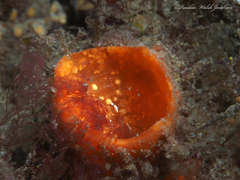 Polycarpa spongiabilis