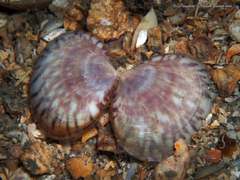 Semele purpurascens