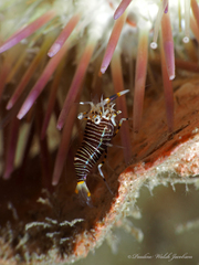 Gnathophyllum americanum