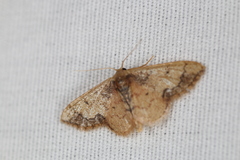 Idaea kendallaria