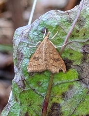Udea profundalis