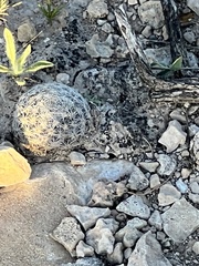 Mammillaria lasiacantha