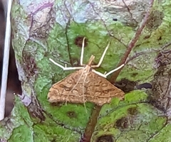 Udea profundalis