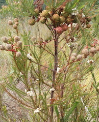 Cuscuta africana
