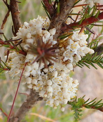 Cuscuta africana