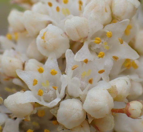 Image of Cuscuta africana by (c) Nicola van Berkel, some rights reserved (CC BY-SA)