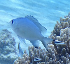 Azurina lepidolepis